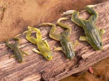 Bog Baits Bog Frogs The most realistic frog lures on the planet