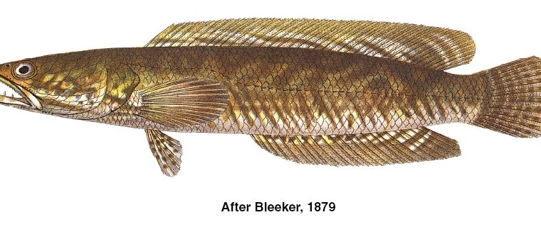 Haruan – Striped Snakehead, Common Snakehead, Channa Striata