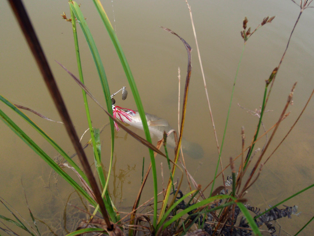 jk_C Striata7 jk_C Striata7