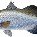 Barramundi_LatesCalcarifer