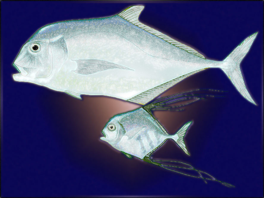 Diamond Trevally, Ebek