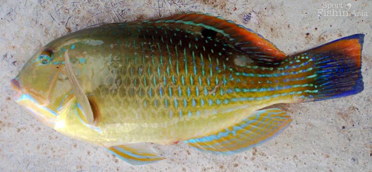 Black-spot Tuskfish lunch