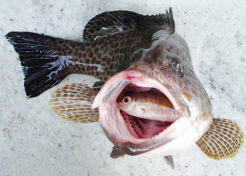 rock cod fish