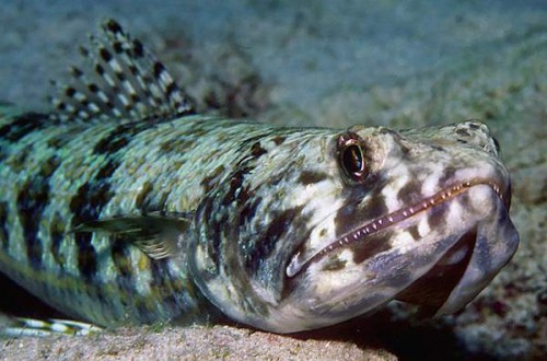Lizardfish