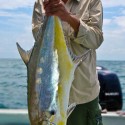 big-queenfish-ikan-talang-besar