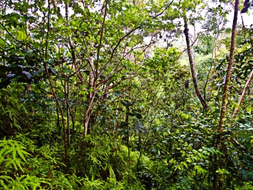 It's a jungle out there!