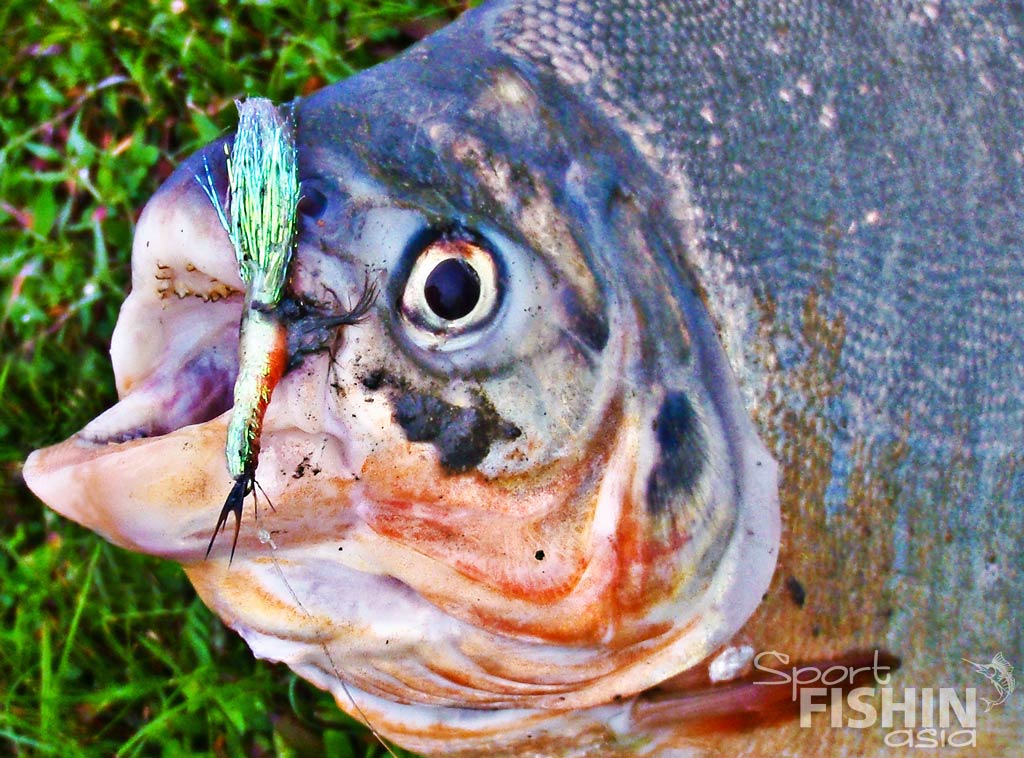 Fly Fishing with Shrimp Fly