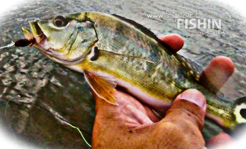 The Thinking Angler Catches More Fish?