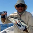 Blackbanded Amberjack, Seriolina Nigrofasciata