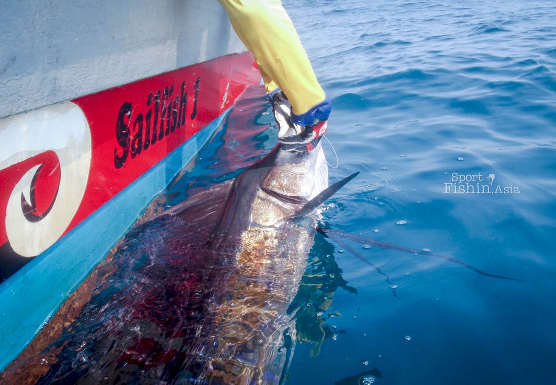 Video: Up-close with a Kuala Rompin sailfish