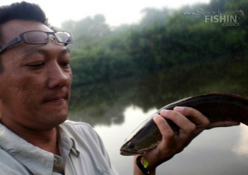 haruan_striped_snakehead