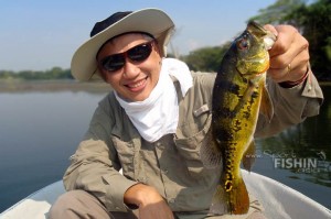 peacockbass-ed-1