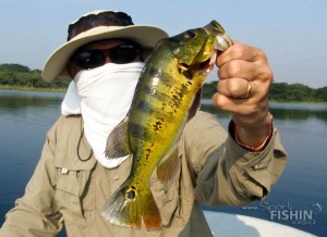 peacockbass-ed-2