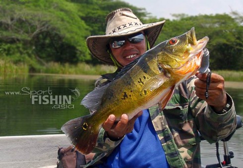 peacockbass_fishing