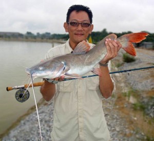 fly fishing asian_redtail_catfish