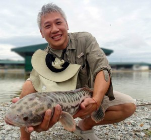 ed-toman-giant-snakehead