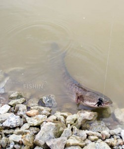 haruan-on-fly_rawang-exotic-fish