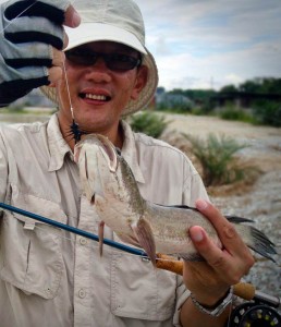 haruan-on-fly_rawang-exotic-fish