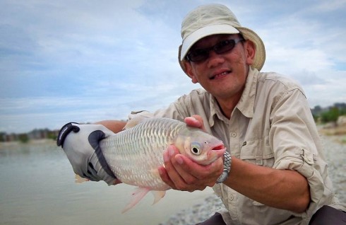 Expensive-at-the-restaurant Sultan Fish caught on fly