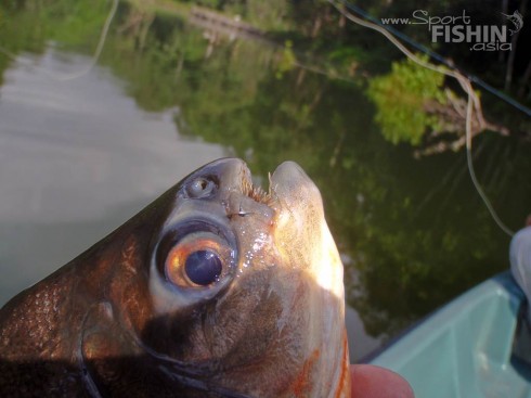 pacu-with-pellet-fly-in-mouth-eak