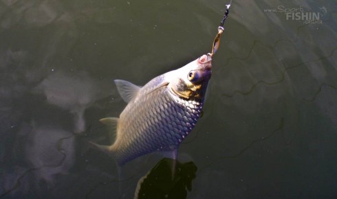 river-barb=lampam-sungai-yozuri-altima-spoon-120607