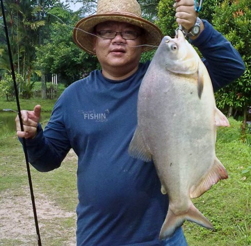 red-bellied-pacu-sukida-gary