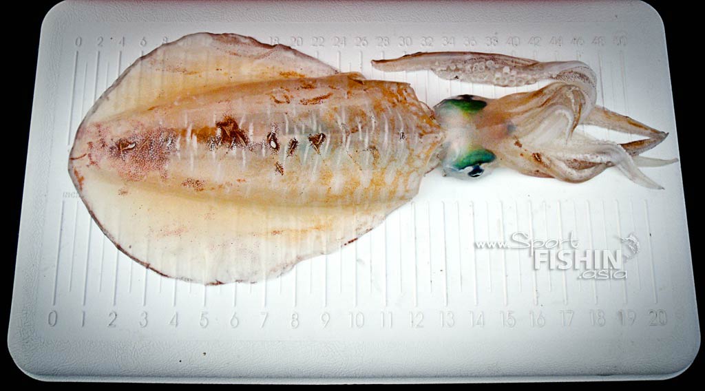 About Squids (Sotong)