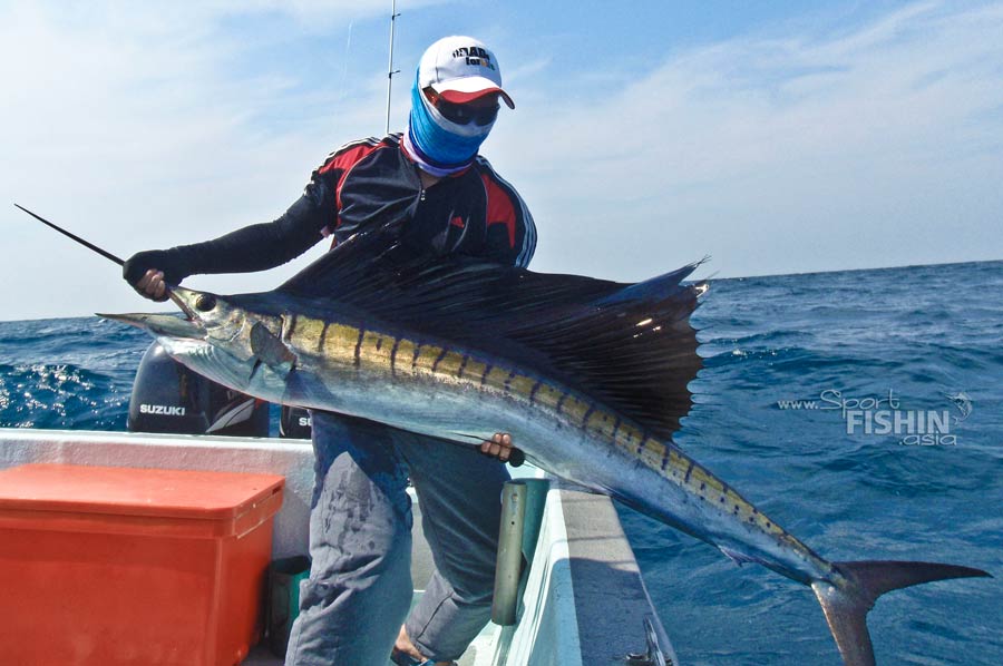 Peak Sailfish Season at Rompin