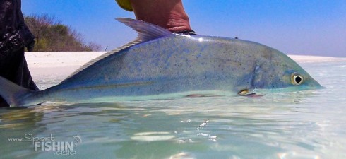 A-Bluefin-Trevally-being-revived