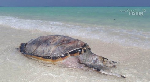 Death-on-paradise---wonder-what-happened-to-this-turtle