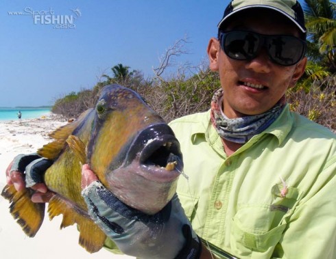 Trigger-Fish