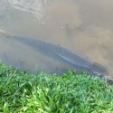 alligator-gar-johor