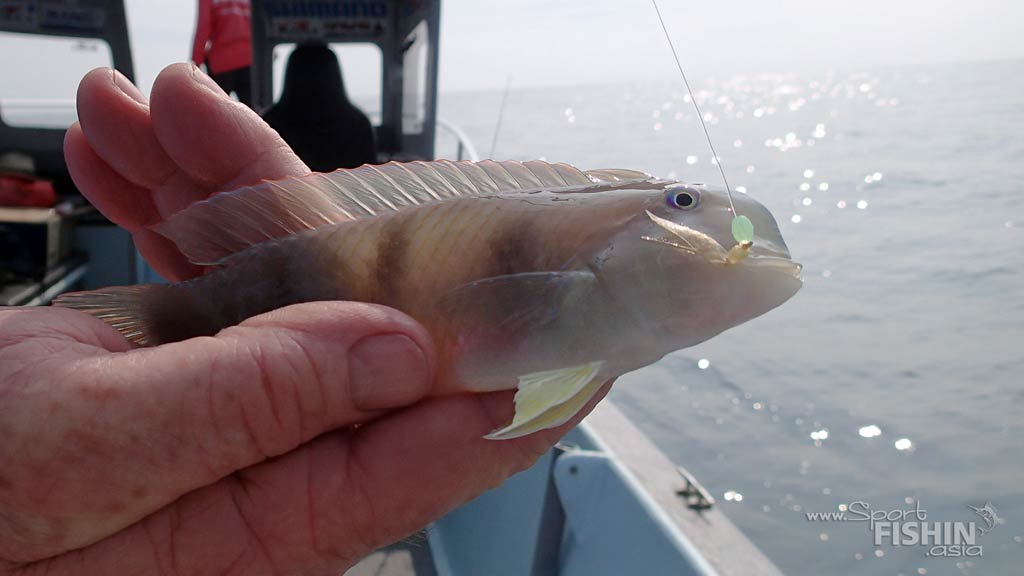 Olive Razorfish (Xyrichthys evides)