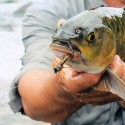 Mahseer Pelian Babagon Sabah Fly Fishing