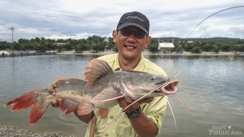asian-redtail-catfish-natural-exotic-fishing-pond-rawang-130213-(4)-copy