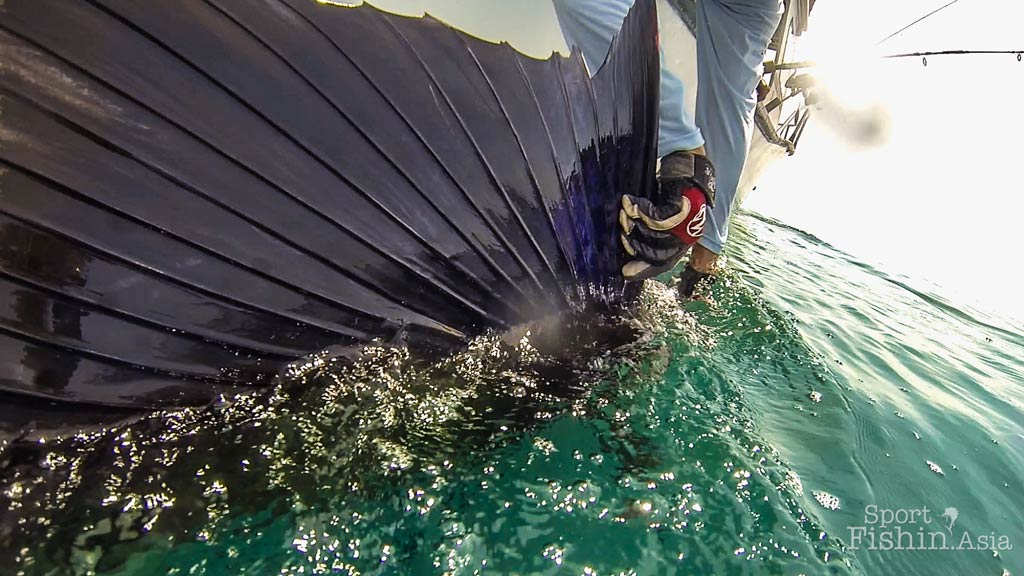 About Sailfish (Istiophorus platypterus)