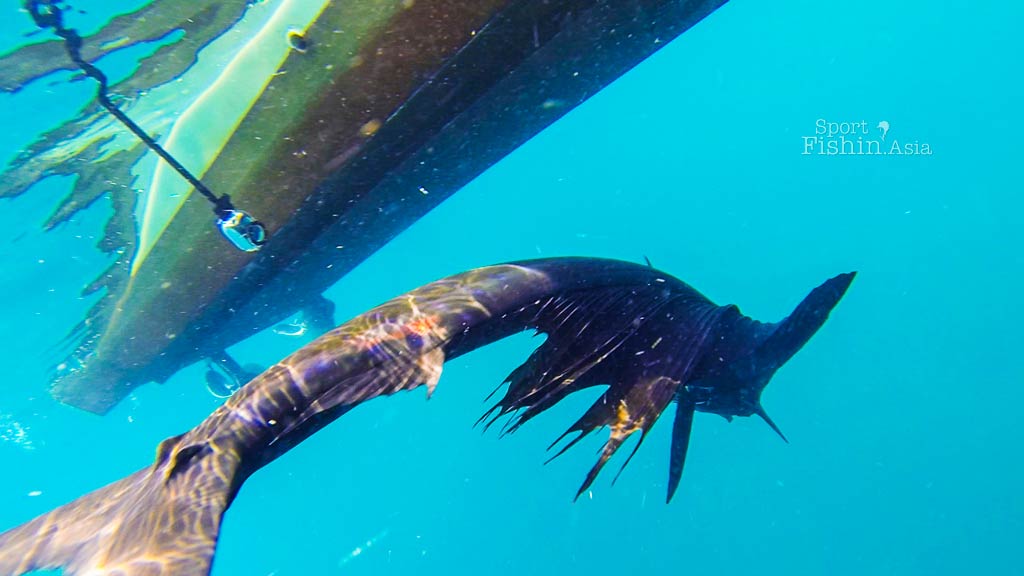 Sailfish Tip – Diving Under the Boat