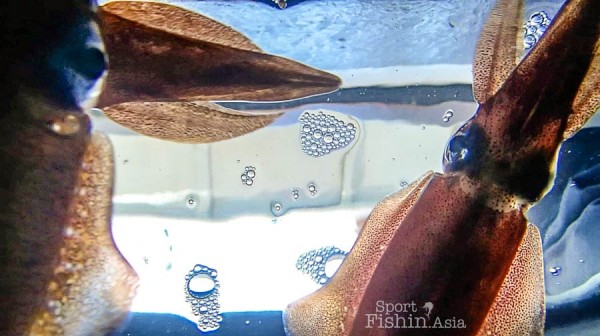 Live squid are good bait, too. Smaller ones are preferred - hook-up rate is also better.