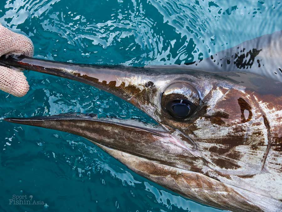 Saul searching sailfish in Kuala Rompin