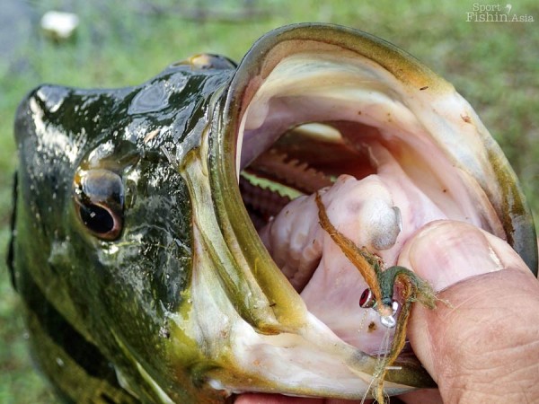 unique peacock bass fishing planet