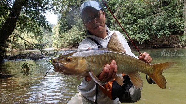 Colours may vary somewhat between fish, a Thai golden mahseer.