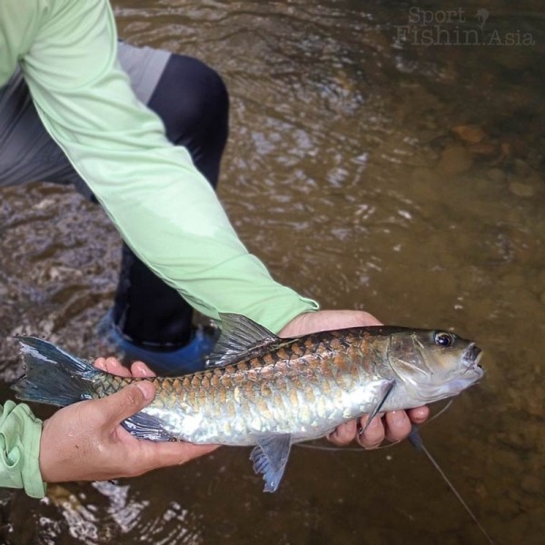 The thai mahseer is a powerful fish
