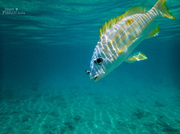 Bluestrip-Snapper-Lutjanus-Kasmira