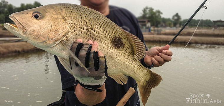 Saltwater pond fishing: Jugra Banting