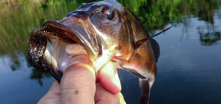 Tough Day At The Office Peacock Bass Fishing In Malaysia With Bruce