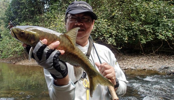 Mahseer of this size is quite common