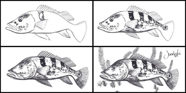Drawing sequence of peacock bass