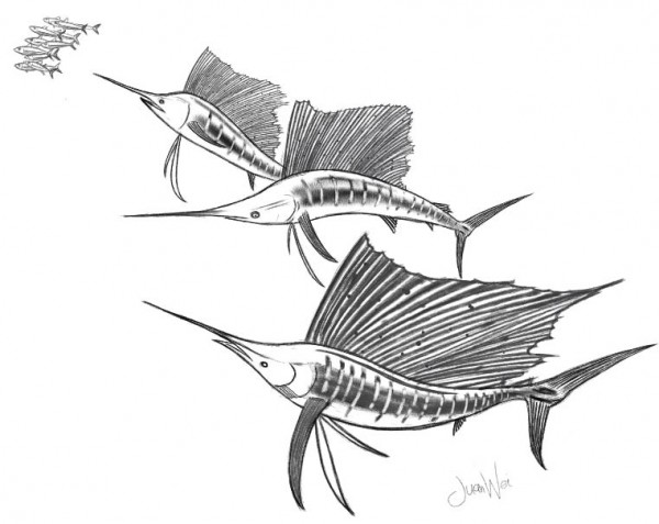 This is one of the sailfish drawing I made meant for my own sportfishinasia t-shirt coming up soon. All guests fishing with us at Kuala Rompin will get one. The design will be different from the PENN version and looking very exciting.