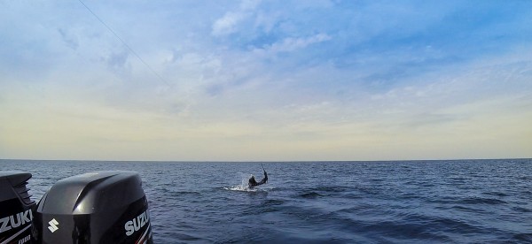 Sailfish tail-walking behind the stern