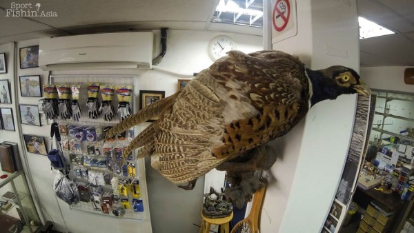 Nice feathers!